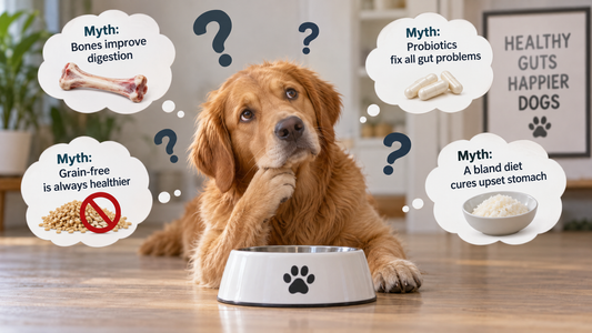 Common Dog Gut-Health Myths, Sorted Out Honestly