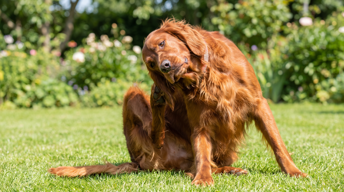 Why Is My Dog So Itchy? The Gut-Health Link Behind the Scratch