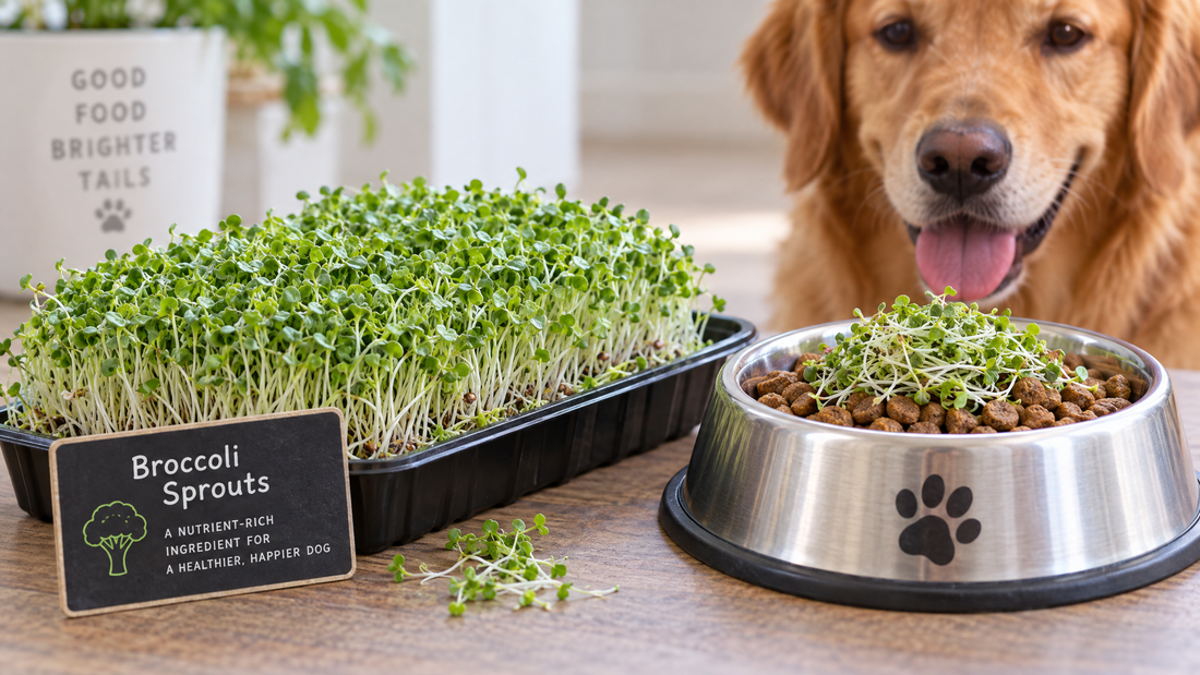 Broccoli Sprouts for Dogs: Small Sprout, Big Antioxidant Punch