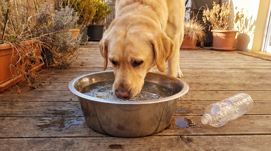Why Is My Dog Drinking So Much Water? When to Watch and When to Worry