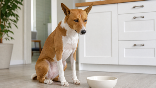 Signs Your Dog's Gut Is Out of Balance, and What to Do