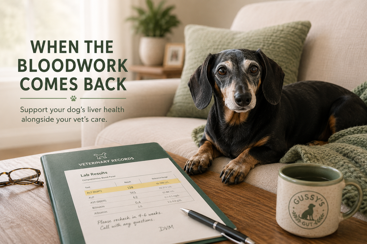 Milk Thistle for Dogs: A Careful Look at Liver Support