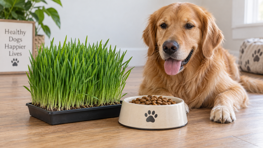 Oat Grass for Dogs: Calming Itch From the Inside