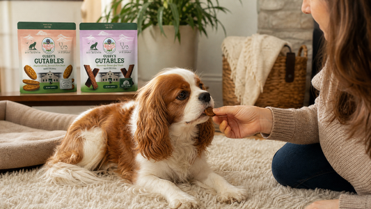Natural Cough Support for Dogs: What Honey Can and Can't Do