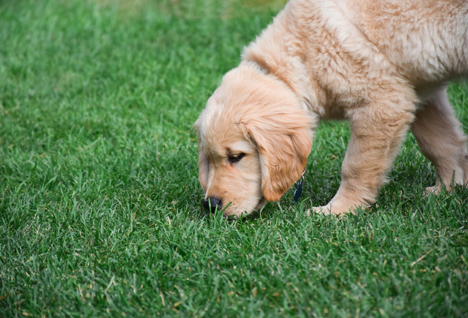 Why Does My Dog Eat Grass? The Surprising Role of Fiber in Your Dog's Diet