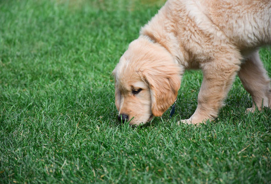 Why Does My Dog Eat Grass? The Surprising Role of Fiber in Your Dog's Diet