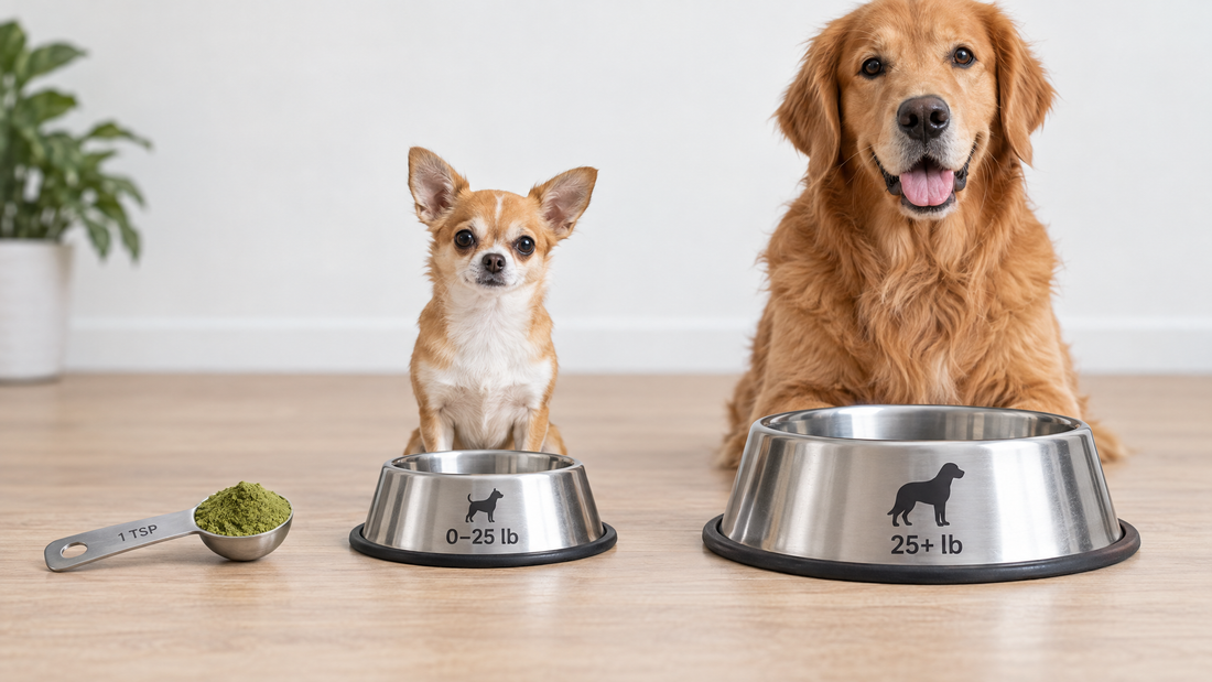 How Much Should I Feed? The Gussy's Gut Dosing Guide