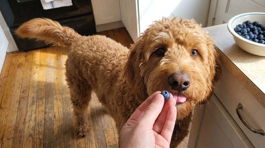 Are Blueberries Good for Dogs? The Antioxidant Case