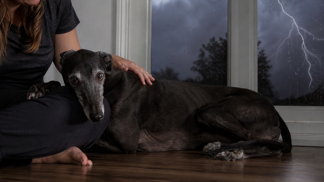 Natural Ways to Calm an Anxious Dog, Starting With the Gut-Brain Link