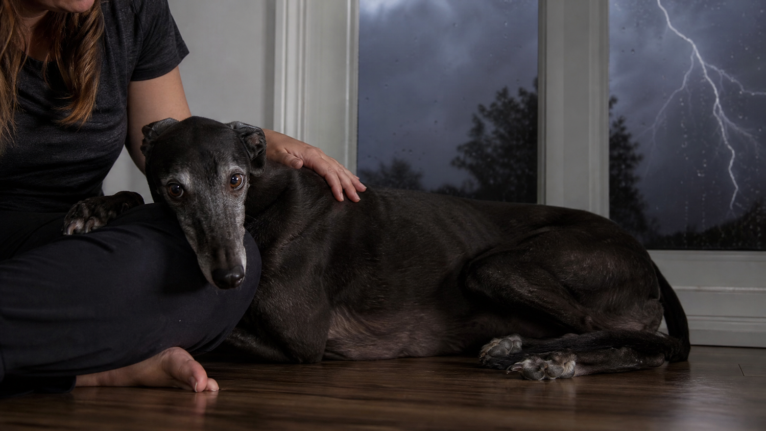 Natural Ways to Calm an Anxious Dog, Starting With the Gut-Brain Link