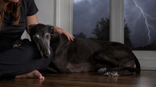 Natural Ways to Calm an Anxious Dog, Starting With the Gut-Brain Link