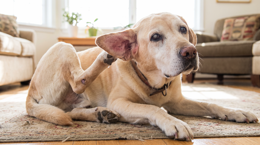 Signs of Inflammation in Dogs, and Why the Gut Is Often the Root