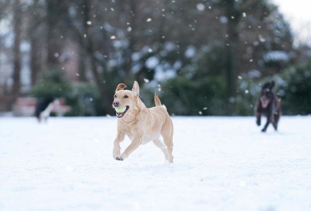 What Your Dog’s Body Needs More of in Winter (and Why)