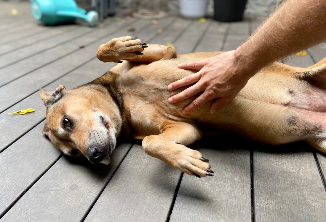Gurgling, Grumbling, Gassy: What Your Dog's Stomach Is Really Saying