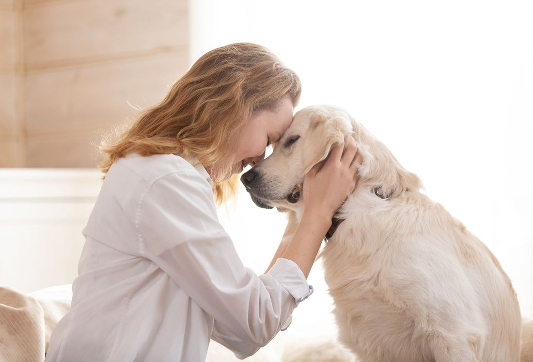 Why Your Spayed Dog Is Leaking And What Her Gut Has to Do With It