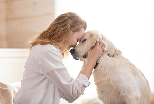 Why Your Spayed Dog Is Leaking And What Her Gut Has to Do With It