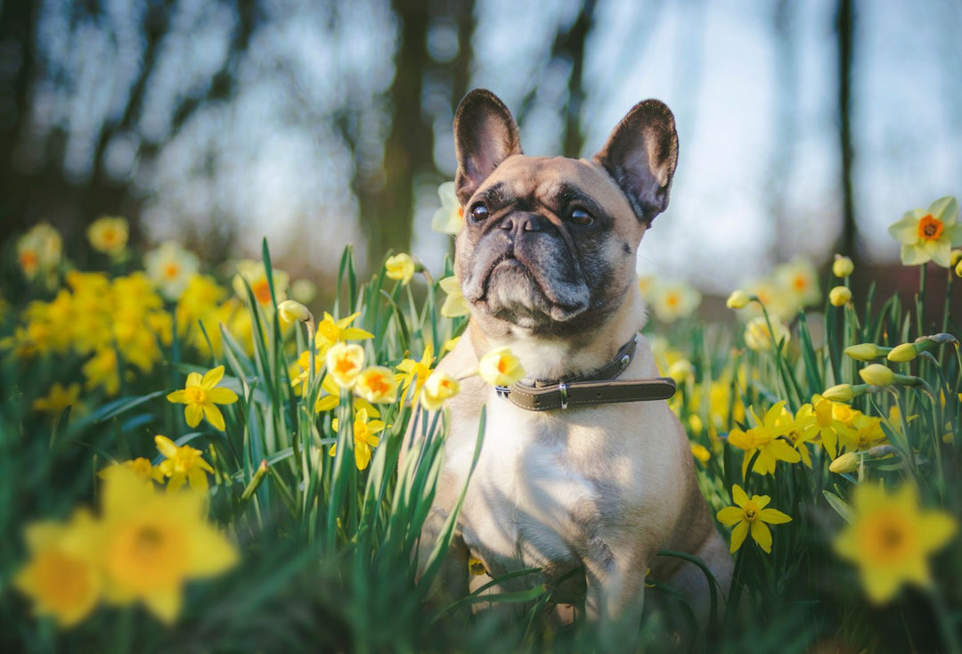 Is It Just Spring Allergies… Or Is the Gut Involved?