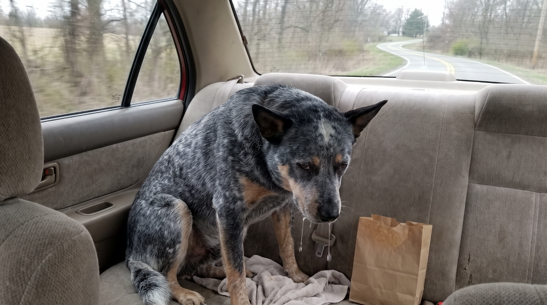 Why Does My Dog Get Car Sick? The Gut Angle Behind the Drool