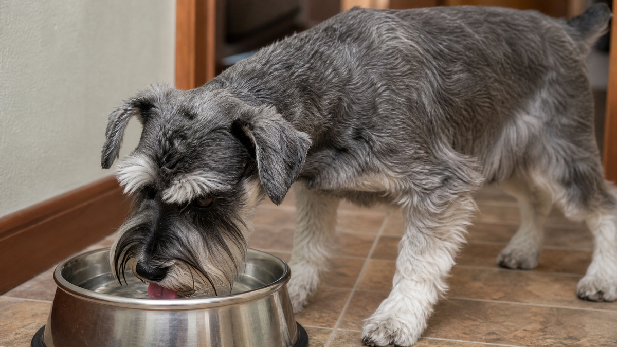 Kidney and Urinary Support for Dogs: What Food Can and Can't Do