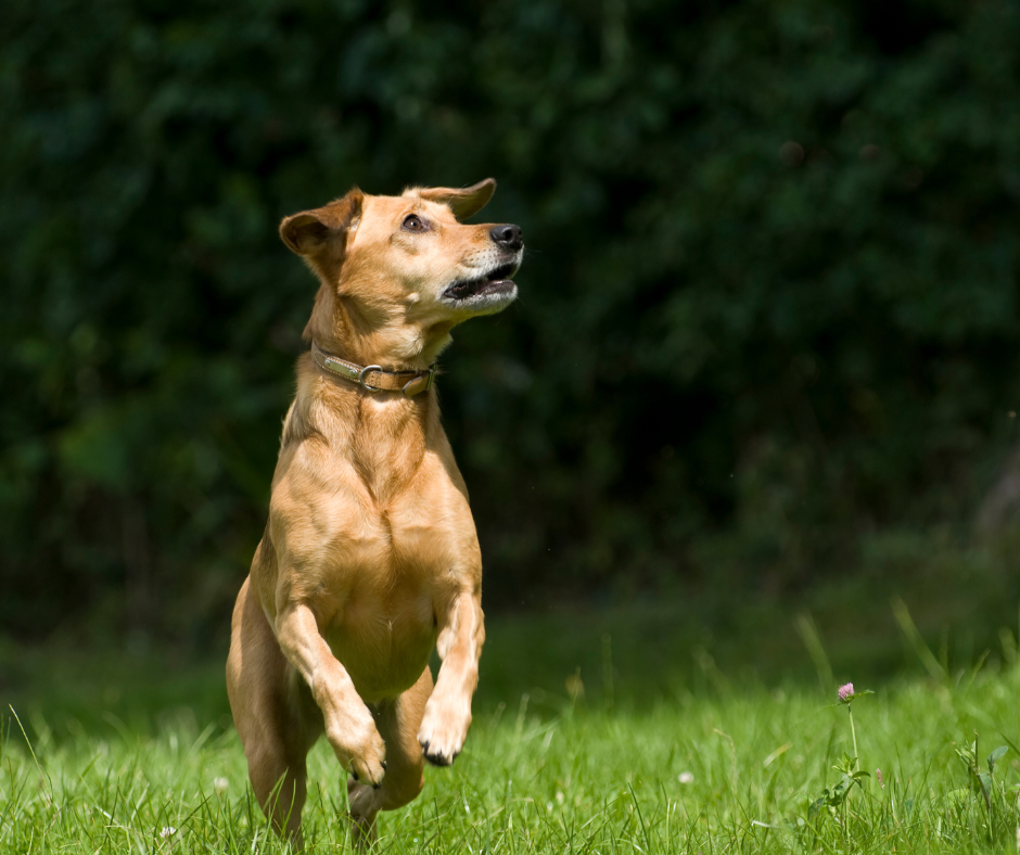 Boosting Pet Longevity: Navigating Diet, Evolution, and Biohacking Techniques