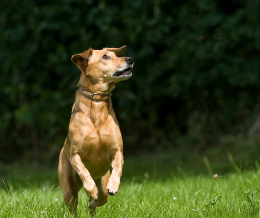 Boosting Pet Longevity: Navigating Diet, Evolution, and Biohacking Techniques