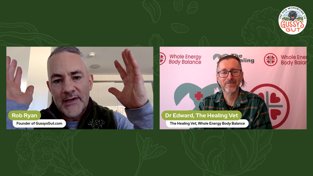 How Does  Dr. Edward Bassingthwaighte's Holistic Vet Care Transform Your Pet's Health? | Rob Ryan | Gussy’s Gut