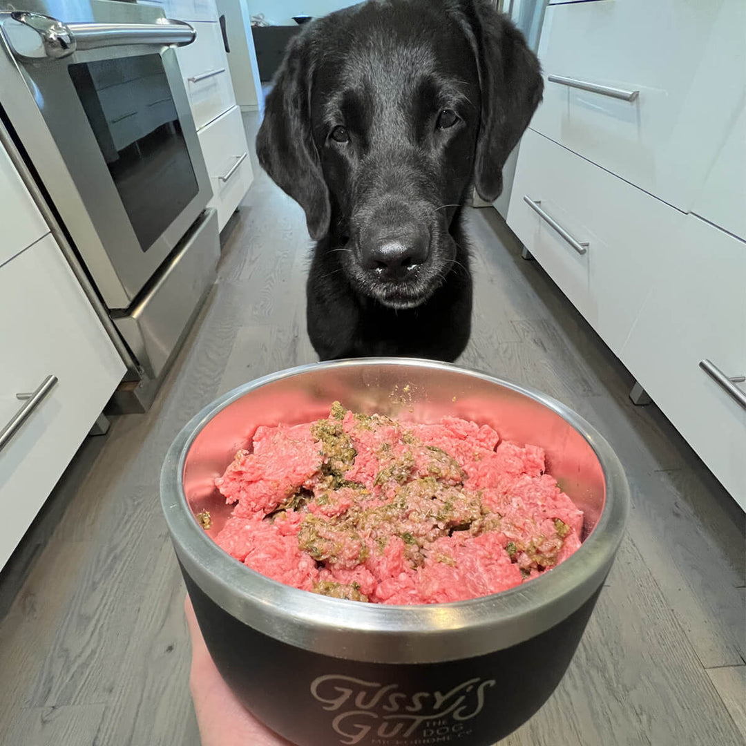 Organic fermented superfood dog treat in a black bowl, pink and green colors, with a curious black Labrador looking on.