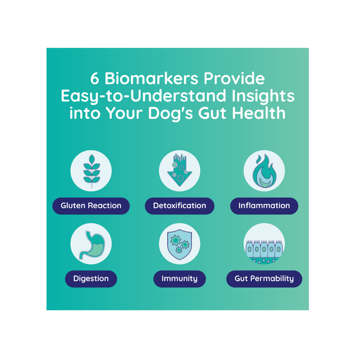 Infographic showing 6 biomarkers for dog gut health: gluten reaction, detoxification, inflammation, digestion, immunity, g...