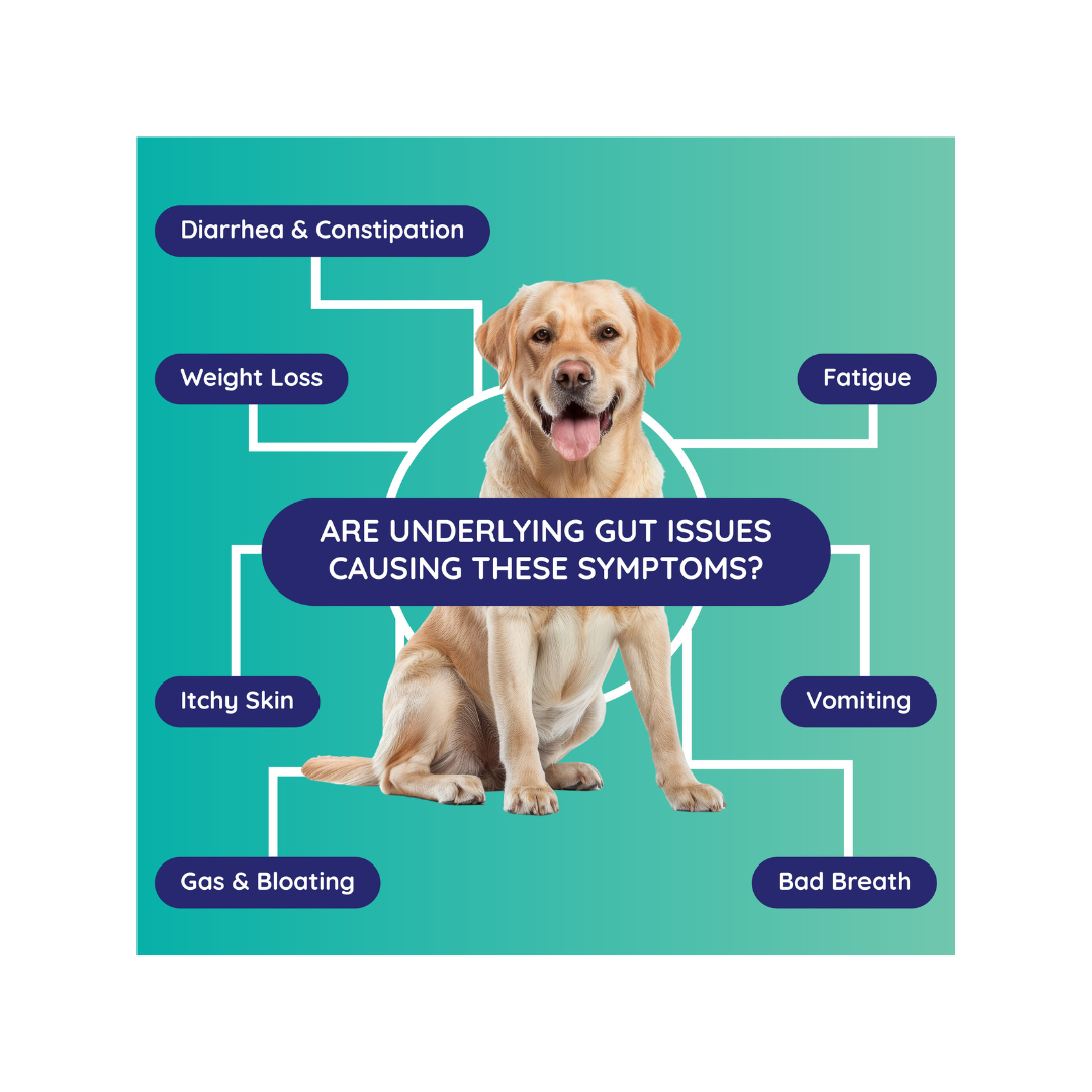 Dog with a happy expression surrounded by labels for gut health symptoms; teal background, blue labels, and white lines.
