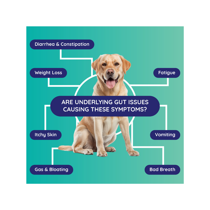Dog with a happy expression surrounded by labels for gut health symptoms; teal background, blue labels, and white lines.