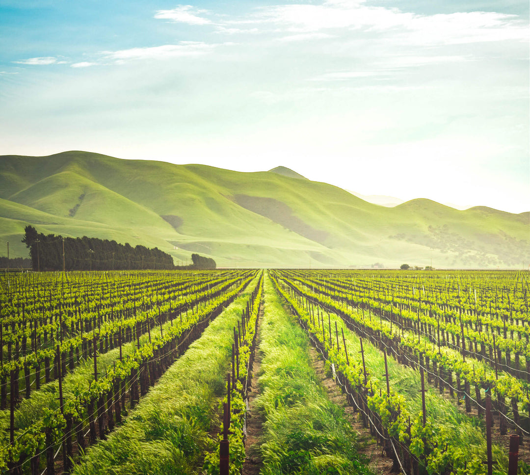 Vibrant green vineyard with rolling hills in the background, under a partly cloudy sky, highlighting organic, natural ingr...